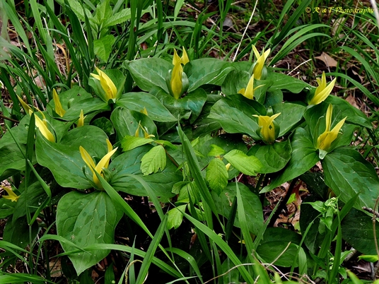 {Trillium luteum}